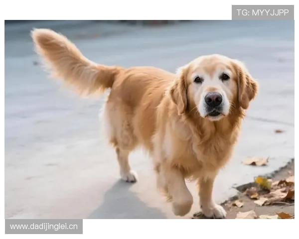 恩比德赛场上像钢铁侠，家里却被宠物圈得像小奶猫？